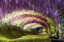 photo of wisteria vine covered arcade, beautiful purple, green and white stripes of leaves and flowers
